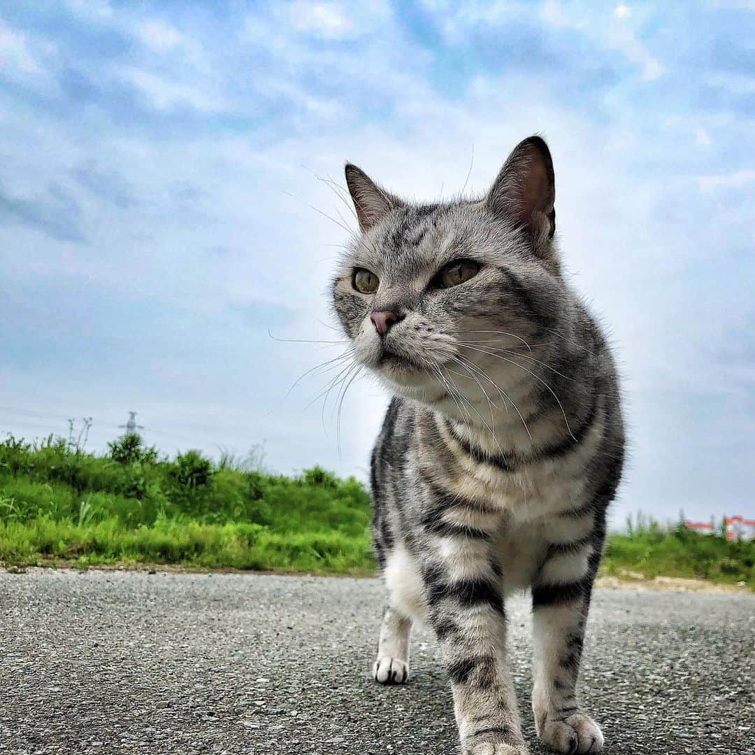 アトム & ルークさんのインスタグラム写真 - (アトム & ルークInstagram)「⁂ ｱﾄﾑ🐱『雨よりマグロを降らしてや』 𓇼𓆡𓆉❁𓆜𓆝𓆞𓆟𓆝𓆟𓆜𓆞𓆡𓆜𓆝」7月15日 15時35分 - atom_and_luke