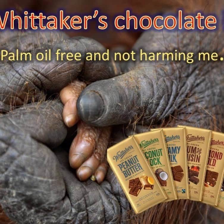 OFI Australiaさんのインスタグラム写真 - (OFI AustraliaInstagram)「Whittaker’s chocolate is made in New Zealand and is available in Australian supermarkets. And it tastes extra good when you know it’s palm oil free 🥰 _________________________________ 🐒 OFIA Founder: Kobe Steele 💌 kobe@ofiaustralia.com | OFIA Patron and Ambassador: @drbirute @orangutanfoundationintl www.orangutanfoundation.org.au 🐒  #orangutan #orphan #rescue #rehabilitate #release #BornToBeWild #Borneo #Indonesia #CampLeakey #orangutans #savetheorangutans #sayNOtopalmoil #palmoil #deforestation #destruction #rainforest #instagood #photooftheday #environment #nature #instanature #endangeredspecies #criticallyendangered #wildlife #orangutanfoundationintl #ofi #drbirute #ofi_australia #ofia #FosterAnOrangutanToday」7月15日 21時23分 - ofi_australia