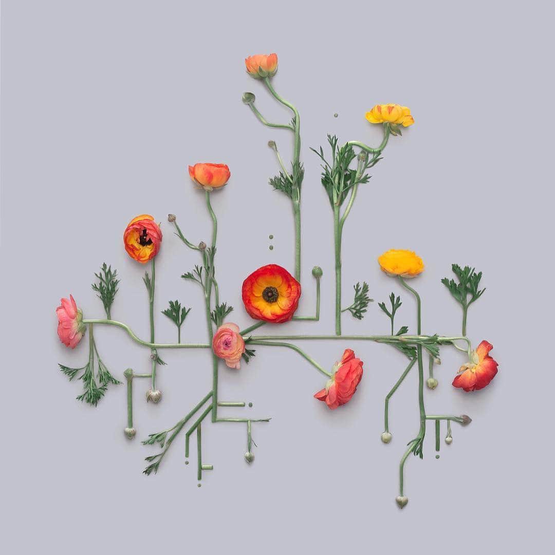 Design Milkさんのインスタグラム写真 - (Design MilkInstagram)「@kmsalvagedesign uses food + flowers to make the most interesting photo compositions. 🍉」7月15日 21時24分 - designmilk