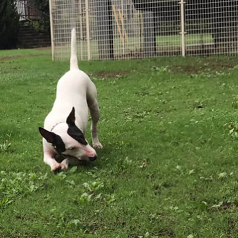のインスタグラム：「#minituru#bull#terrier#minibullterrier#miniturubullterrier#dog#dogstagram#cute#qtaro#love#family#ミニチュア#ブルテリア#ミニチュアブルテリア#Q太郎」