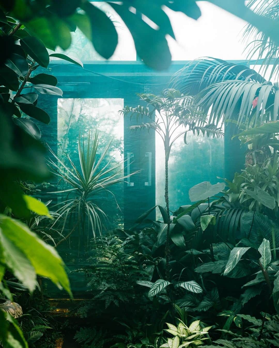 Fujifilm UKさんのインスタグラム写真 - (Fujifilm UKInstagram)「FEATURED PHOTOGRAPHER OF THE WEEK  Shooting with his FUJIFILM X-T2 and XF50-140mmF2.8, @zellersamuel took this from inside an artificial jungle of an Aberdeen greenhouse. “I knew I had to get a long lens to be able to compress the foreground with the background. It was very warm and humid in there but the weather sealing worked wonders!” X-T2 | XF50-140mmF2.8 | F4 | ISO 400 | 1/140 sec  #Fujifilm #Fujifilmx_uk #XT2」7月15日 17時00分 - fujifilmuk