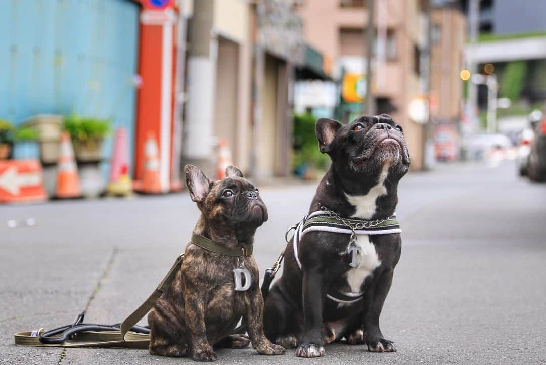 Turbo_dad フレブルのターボさんのインスタグラム写真 - (Turbo_dad フレブルのターボInstagram)「今日もダンボ 可愛さ炸裂 . . . #frenchbulldog #frenchie #buhi #dog #フレンチブルドッグ  #フレブル #ブヒ #frenchiesofinstagram #instadog #instafrenchie #frenchiegram #dogstagram #frenchbullys #frenchielove #프렌치불독 #thefrenchiepost #法鬥 #frenchies1 #portrait #igersjp #tokyocameraclub  #bully #ilovemydog #frenchielife #愛犬 #dogsofinstagram #ふわもこ部 #puppy #子犬」7月15日 16時56分 - turbo_dad