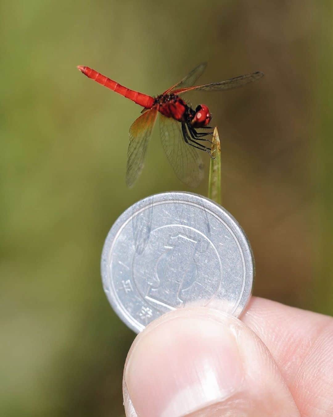 ?長野県 観光 公式インスタグラム さんのインスタグラム写真 - (?長野県 観光 公式インスタグラム Instagram)「//﻿ Photo by @kai_matsu5d4﻿ ﻿ Japan’s Smallest Dragonfly at Tonbo-no-Rakuen﻿ (Ina City)﻿ ﻿ At Tonbo-no-Rakuen in Ina City, you can find the Scarlet Dwarf, the smallest of all dragonflies in Japan and even the world.﻿ ﻿ The bright-red colored dragonflies are scarlet dwarf males. When you find a resting one, take a good long look at these unique specimens. ﻿ ﻿ ﻿ ============﻿ ﻿  日本で一番小さなトンボ﻿ 「トンボの楽園」﻿ ＠伊那市﻿ ﻿ 伊那市にある「トンボの楽園」は﻿ 日本で一番小さなトンボである﻿ 「ハッチョウトンボ」の生息地🍃﻿ ﻿ 小さな鮮やかな茜色のトンボは﻿ ハッチョウトンボのオス ﻿ 羽を休めるハッチョウトンボに出会ったら、﻿ そっと観察してあげてくださいね🔍﻿ ﻿ ﻿ ＿＿＿＿＿＿＿＿＿﻿ ﻿ Location / Ina City, Nagano, Japan ﻿ ﻿ #長野のいいところ #トンボの楽園 #伊那市﻿ ﻿」7月15日 17時06分 - nagano_japan