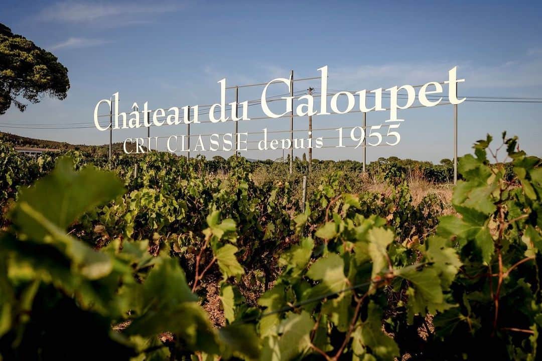LVMHさんのインスタグラム写真 - (LVMHInstagram)「Welcome Château du Galoupet to the LVMH and Moët Hennessy Family! @MoetHennessy, the Wines & Spirits division of LVMH,  concluded a definitive agreement on May 20th to acquire Château du Galoupet, Cru Classé des Côtés-de-Provence since 1955.  Located along the coast in La Londe-les-Maures, Château du Galoupet enjoys an exceptional location near the Salins salt marshes opposite the Mediterranean islands of Porquerolles, Port Cros and Le Levant.  Moët Hennessy is proud to share its expertise in the development of the Château du Galoupet domaine and to add a Cru Classé de Provence to its portfolio, its first rosé wine. _ #MoëtHennessy #ChâteauDuGaloupet #MHlive #RoséWine #LVMH」7月15日 17時20分 - lvmh