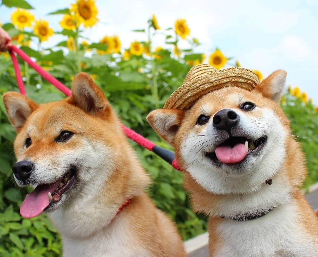 柴犬たま Shibainu Tamaのインスタグラム