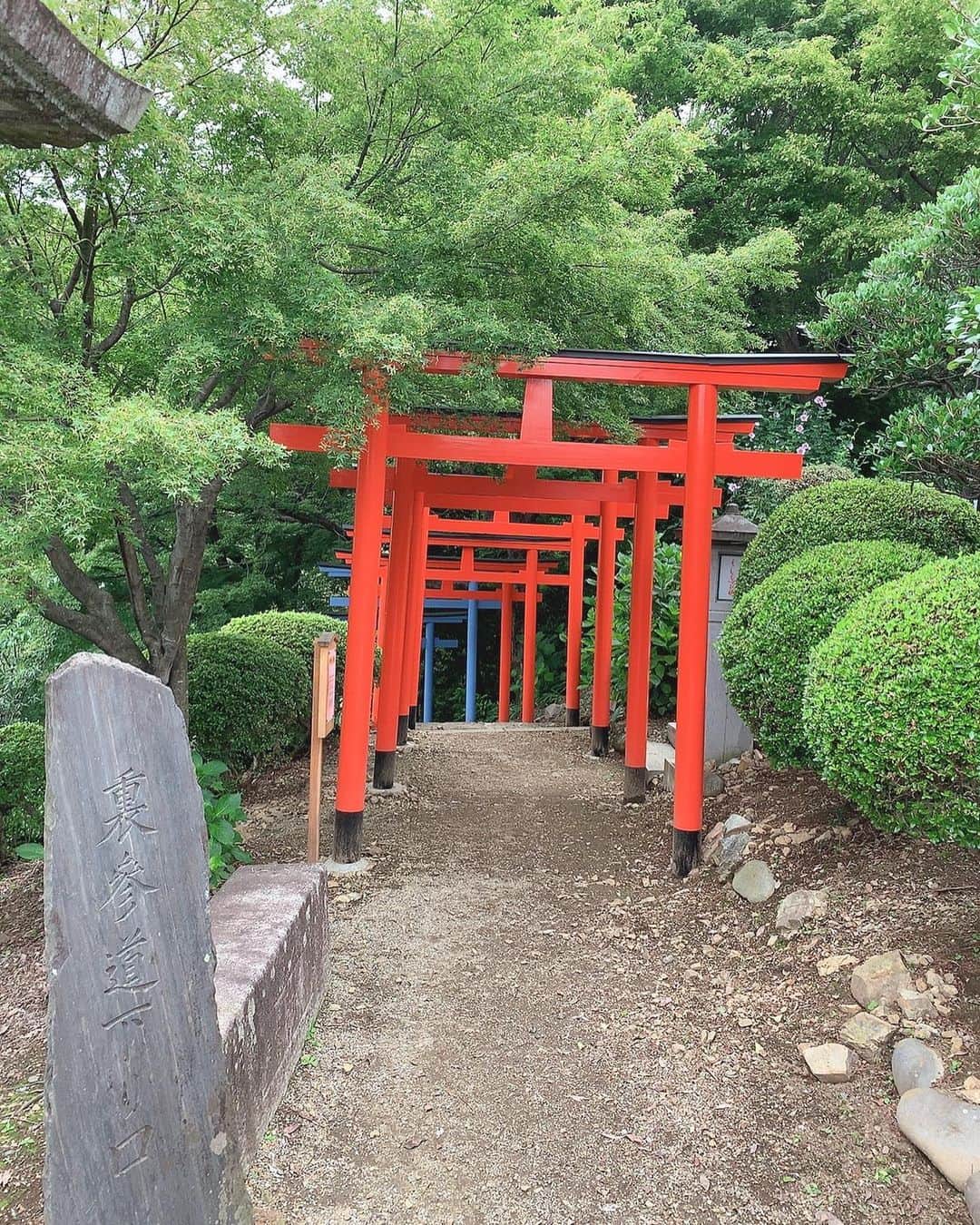 手島優さんのインスタグラム写真 - (手島優Instagram)「織姫神社にも行きましたよー⛩  ゆっくり参拝出来て嬉しかったです🤗  7色の鳥居キレイでした🌈✨ おみくじ引いたら大吉だったのだけど、ホントに大吉か？っていう内容。笑  ま、いっか✌️ 開運うたがいないとの事なので静かに待ちまひょーっと✨🍀✨ そーいえばこの日、、 雨だったのに織姫神社着いた時にはめちゃくちゃ晴れた☀️ 私ってばやっぱりスーパー晴れ女だわ🌞 強運てじーSUN✨  #織姫神社 #7色の鳥居 #みんなもぜひ #おみくじ #大吉 #今年おみくじ引くと全部大吉 #そんな気がする」7月15日 17時50分 - tejimayuu0827