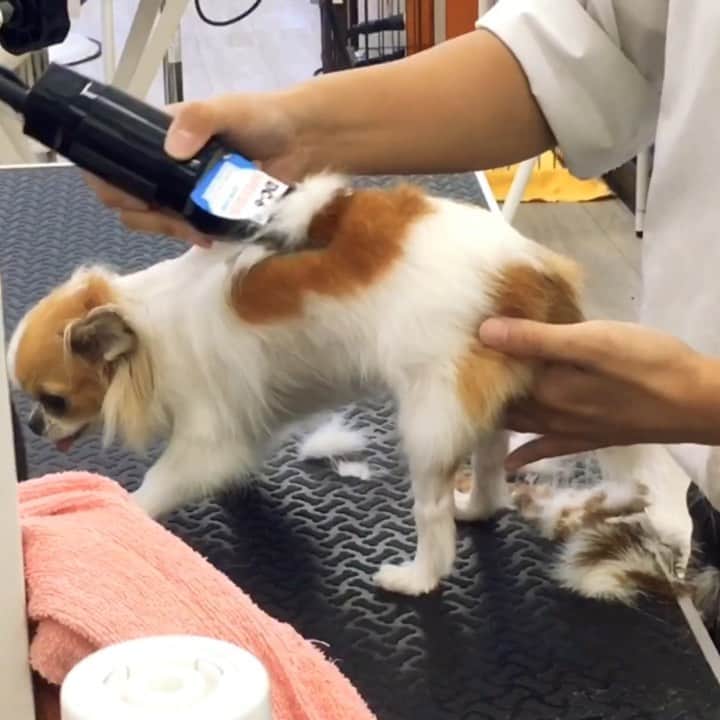 のインスタグラム：「Grooming up② ・ はじめてのトリミング② ついに丸刈りに！ ・ ずっと不安げにこっち見てきて すっごい胸が痛んだ😂 ・ #chima #ちま #チワワ #chihuahua #ชิวาวา #ふわもこ部 #PECOいぬ部 #sniffandbarkens #WeeklyFluff #cutepetclub #doggy_lovings #summercut #サマーカット #ライオンカット #トリミング」
