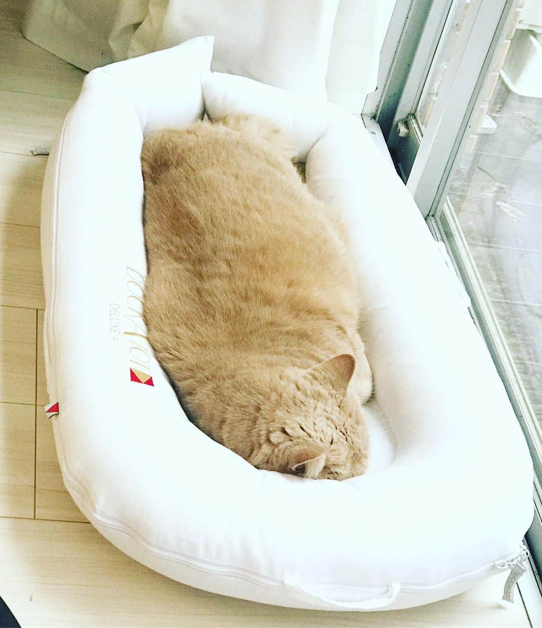 濱中鮎子のインスタグラム：「ドッカトット(こちらのベビー用ベッド)の間違った使い方。  #タグ付け出来ない #cat #ネコ #小心者の親分 #チャイ坊 #チャイ #chai #britishshorthair #ブリティッシュショートヘア #クラッシュフェイス #ぶチャイく #愛の交歓」
