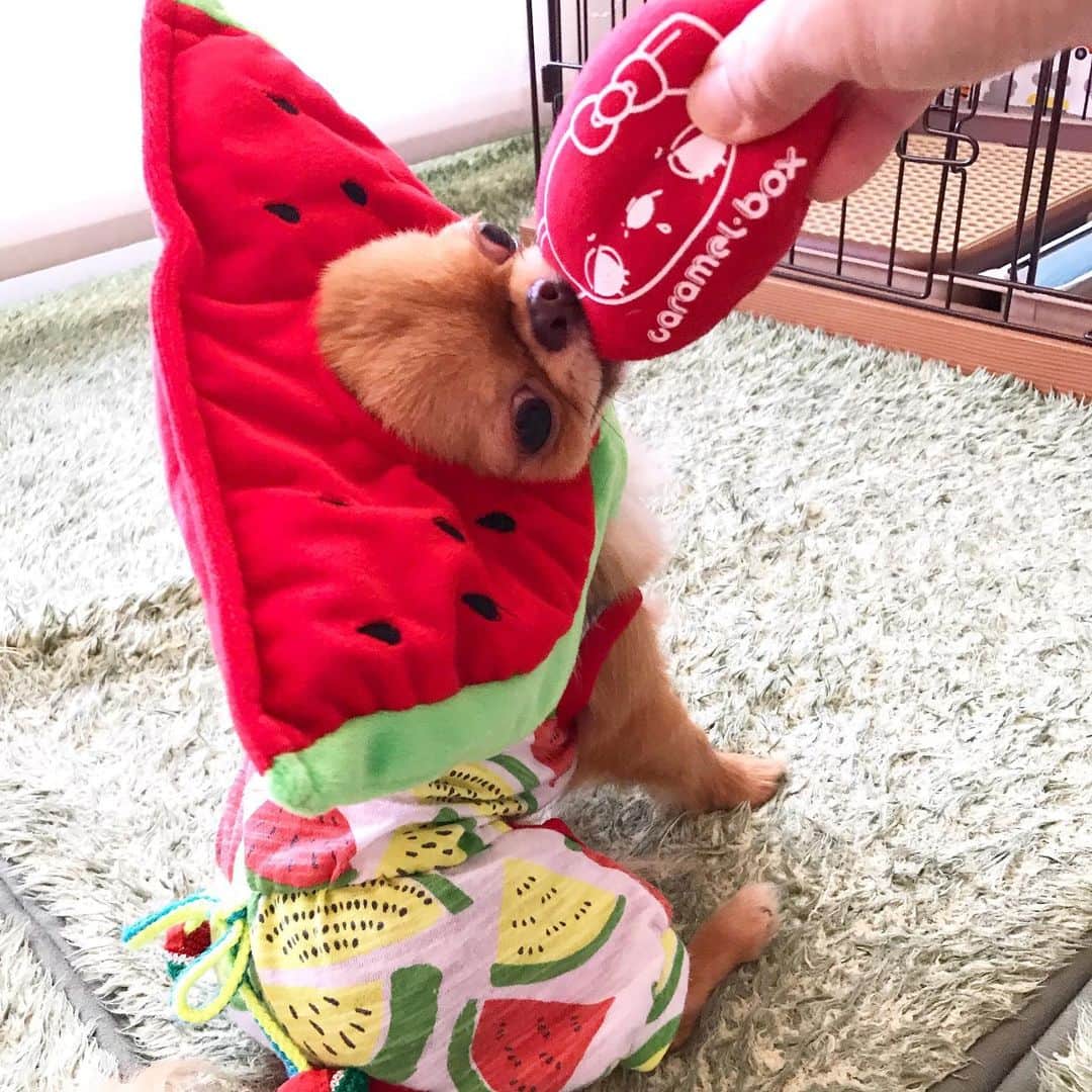 kayoのインスタグラム：「* * 去年のくりおスイカ😂🍉🍉🍉 * * kulio💗🍉 * * #chihuahua#chihuahualove#dogstgram#dog#instadog#チワワ#チワワ大好き * *」