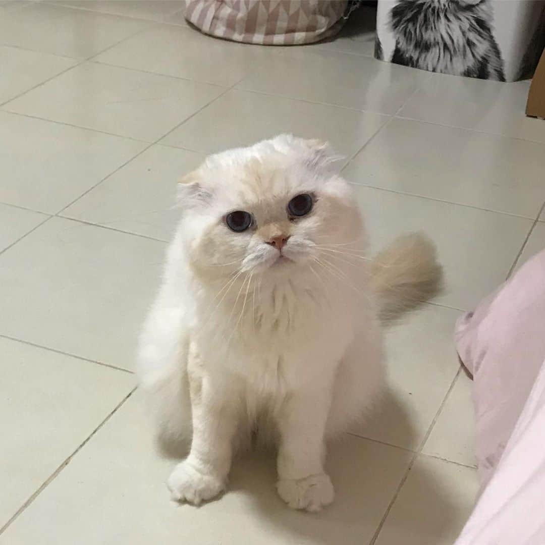 Haruのインスタグラム：「Curious Harper #gentleharper #หน้านี้คือมีคำถาม #ว่ามาจ่ะพี่เป้อ」