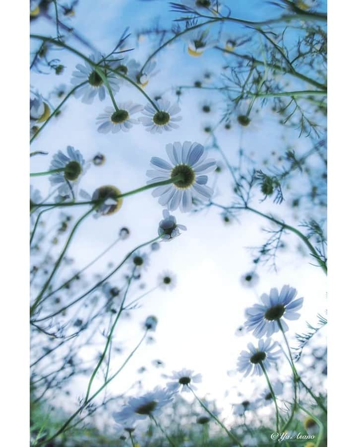 花の写真館のインスタグラム：「Photo by Yasuko Asano.⠀ .⠀ Original Post[投稿頂いたURL]⠀ https://www.facebook.com/photo.php?fbid=1507348666057388⠀ .⠀ 本アカウントは、 #私の花の写真 をつけてInstagramに投稿された皆さまの花の写真や、「花の写真館」Facebookページで投稿された花の写真を紹介します。⠀ 「花の写真館」Facebookページは、「 @floral.photograph 」のプロフィールにあるURLからご覧ください。⠀ .⠀ #花の写真館 #floralphotograph #floralphoto #flower #flowers #富士フイルム #FUJIFILM⠀ Follow: @floral.photograph」