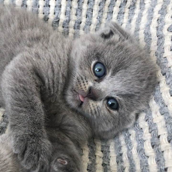 minik_catsのインスタグラム：「Günün neşesi 🎀 Monday motivation🐈 🎊🐱 #cutepetclub #vscoturkey #vscocam #vscocat #vsco #cat #cats #catsofinstagram #instacat #instadaily #instamood #instacool #instafollow #instapic #vscoturkey #vscolike #catstagram #catsagram #catsofworld #catslover #catoftheday #igers  #cute #pet #cutepetclub #catsoftheworld #gato_cats #catsloversworldworld #catsloversclub #thedailykitten #meowbox #mondaymood」