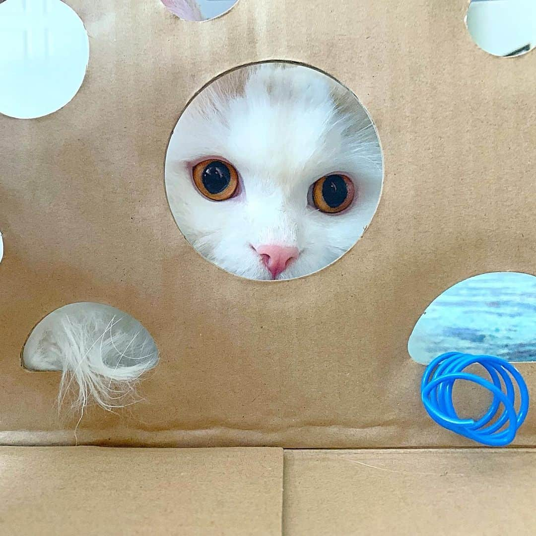 ソフィーさんのインスタグラム写真 - (ソフィーInstagram)「Whatchu gots in there? The @catamazingtoy in construction 🚧.」7月16日 5時11分 - sophielovestuna