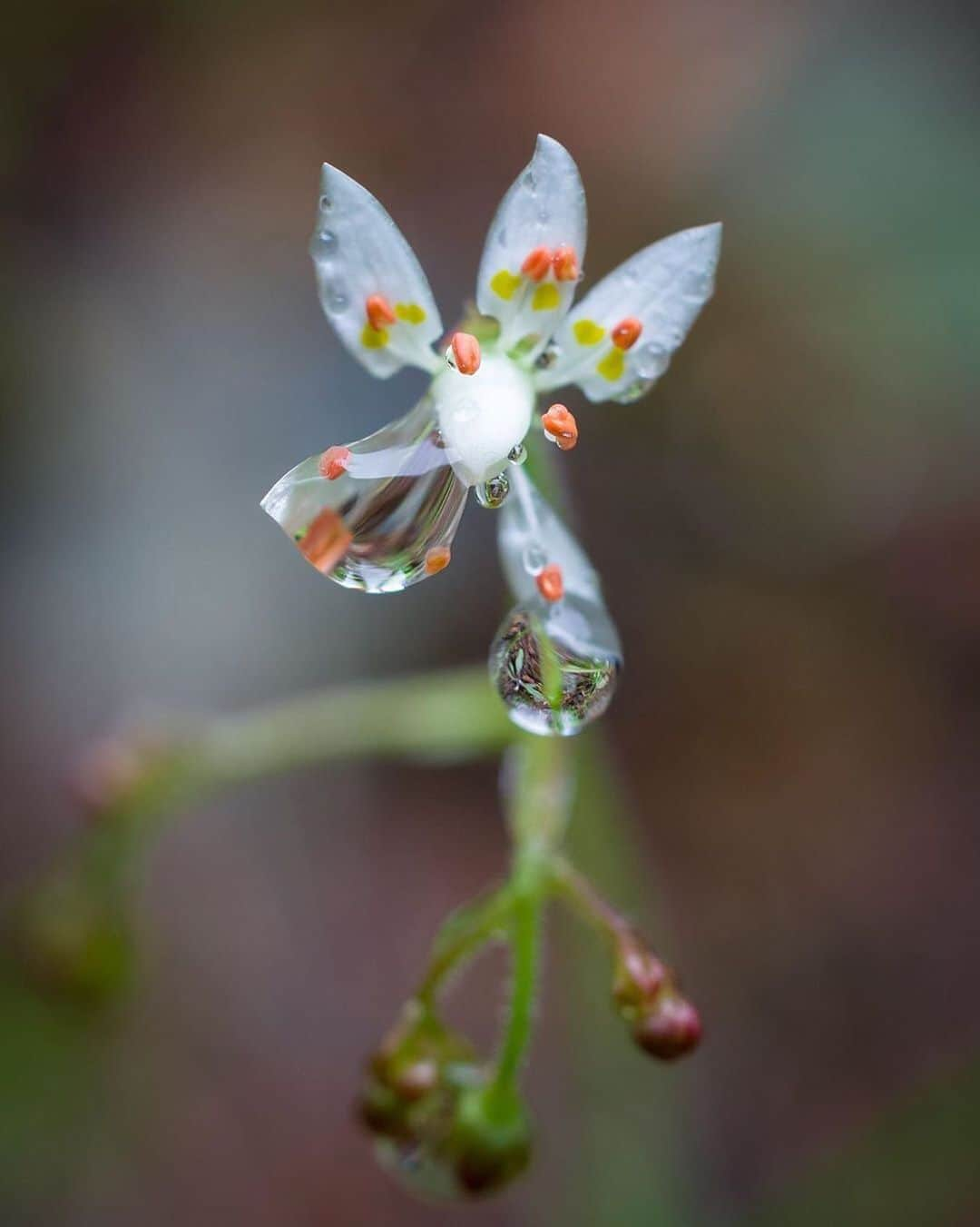 Ricoh Imagingさんのインスタグラム写真 - (Ricoh ImagingInstagram)「A beautiful #macromonday shot from our #teampentax fan @s.d.sea_photography using the #pentaxk1mkii.」7月16日 5時29分 - ricohpentax