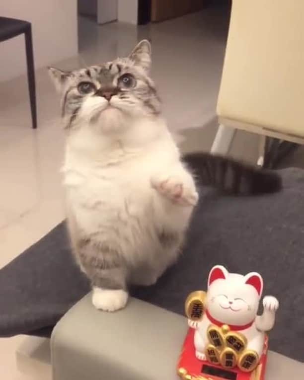 Aww Clubのインスタグラム