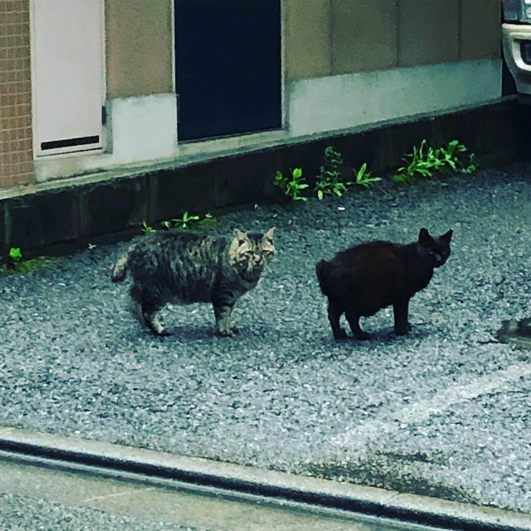 森恵さんのインスタグラム写真 - (森恵Instagram)「ランニングin早朝。 ネコ2匹。 カメラ目線いただきました！！！ #ランニング #nrc #雨がひどくなる前に #ネコ #カメラ目線」7月16日 6時17分 - morimegumi_official