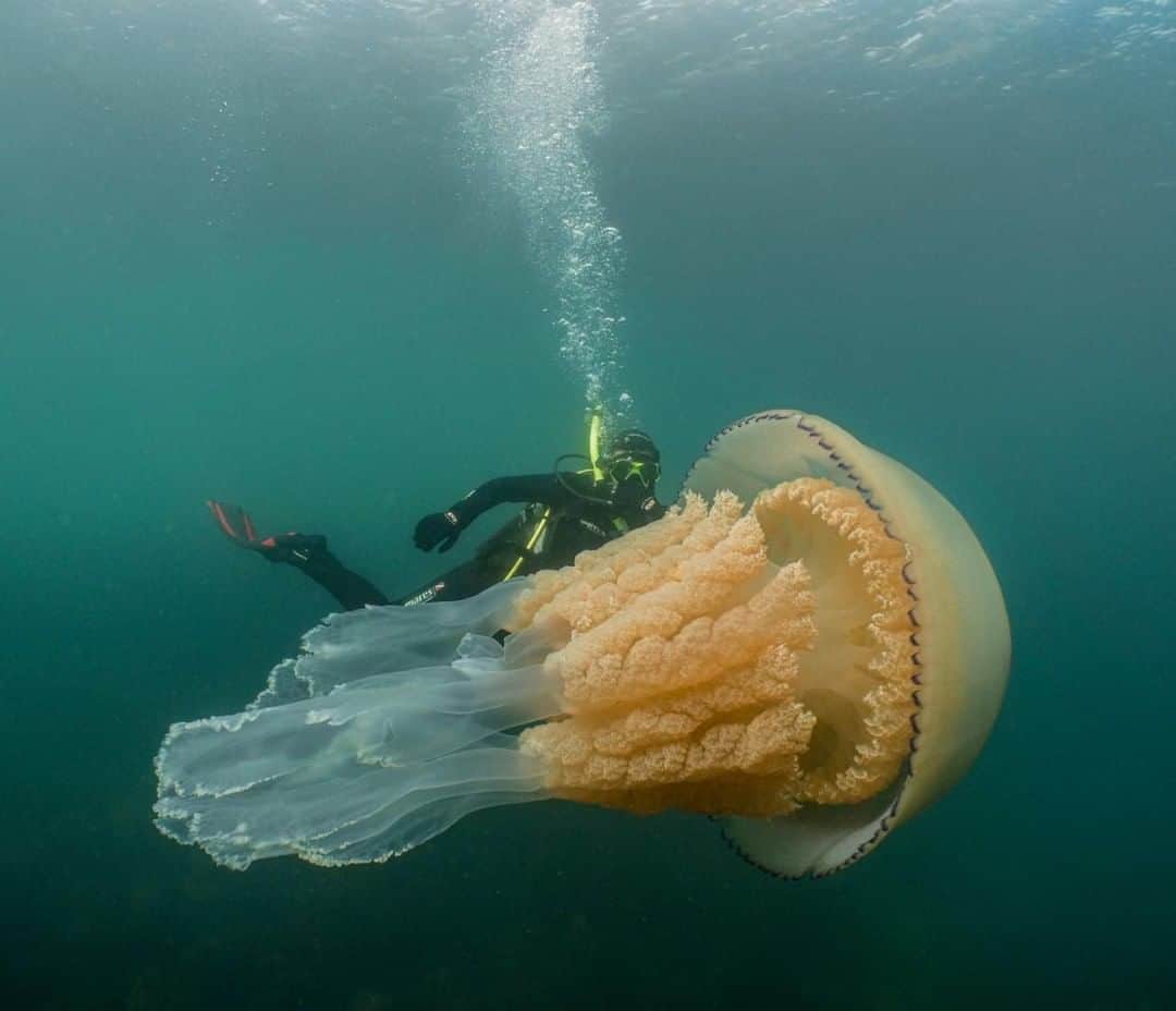 Discoveryさんのインスタグラム写真 - (DiscoveryInstagram)「"Giant barrel jellyfish spotted in Cornwall! 😮 This jellyfish clocks in at 1.5m in length and was spotted during Wild Ocean Week. . . Wild Ocean Week was created by biologist and broadcaster @dalylizzie to raise awareness about the incredible marine life off of UK coasts and to raise money for the Marine Conservation Society. . . Lizzie, alongside underwater cinematographer @sharkman_dan who captured this image, spent 7 days traveling around Britain to showcase its wildlife, encountering seals, minke whales and huge seabird colonies along the way. . . While barrel jellyfish are known for being large in size and are common around UK coasts in the warmer summer months, Lizzie and Dan both said they have never seen one quite this big!” . . 📸 by Dan Abbott (@sharkman_dan) + caption by Lizzie Daly (@dalylizzie) . . . . #photography #photooftheday #explore #naturephotography #nature #potd #travelIG #wow #natureIG #explore #travelgram #barreljellyfish #giantjellyfish #Cornwall #WildOceanWeek #ocean #jellyfish」7月16日 6時20分 - discovery