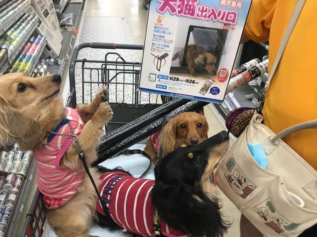 メルロコ一家の楽屋裏さんのインスタグラム写真 - (メルロコ一家の楽屋裏Instagram)「『網戸に犬猫ドアをつけてみよう大作戦』。 #なかなか大変 #とっても大変 #キーマンはロコ #詳しくはブログで」7月15日 21時39分 - merulocomocodon