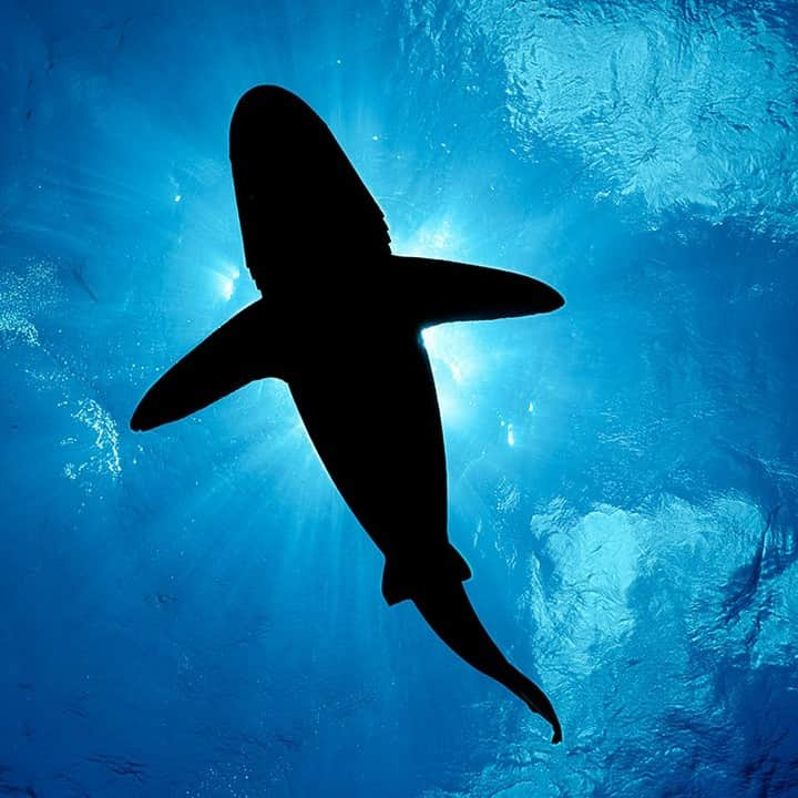 ナショナルジオグラフィックさんのインスタグラム写真 - (ナショナルジオグラフィックInstagram)「Photo by Brian Skerry @brianskerry | Happy Shark Appreciation Day! The silhouette of an oceanic whitetip shark creates a stark shape against the blue water and sky in The Bahamas. A pelagic predator, this species' numbers have been dramatically reduced by overfishing and the shark fin trade. Each year more than 100 million sharks are killed worldwide, primarily for their fins, which are used in shark fin soup. The oceanic whitetip is a species that has been particularly impacted by overfishing. Sharks play a vital role in keeping the ocean healthy, as do their human predators. Given how important the ocean is to human life, we must cease this eradication of sharks in our seas. To see more shark and ocean wildlife images, follow @BrianSkerry  #sharkawarnessday #sharks #oceanicwhitetipshark #bahamas」7月15日 21時38分 - natgeo