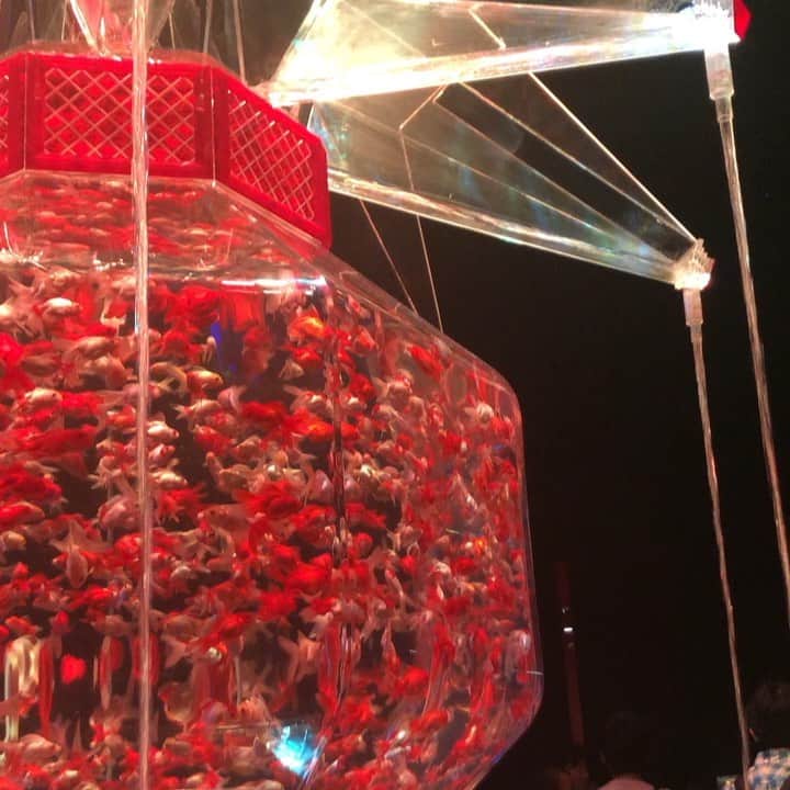 稲木ジョージのインスタグラム：「Goldfish is my spirit animal. What’s yours?」