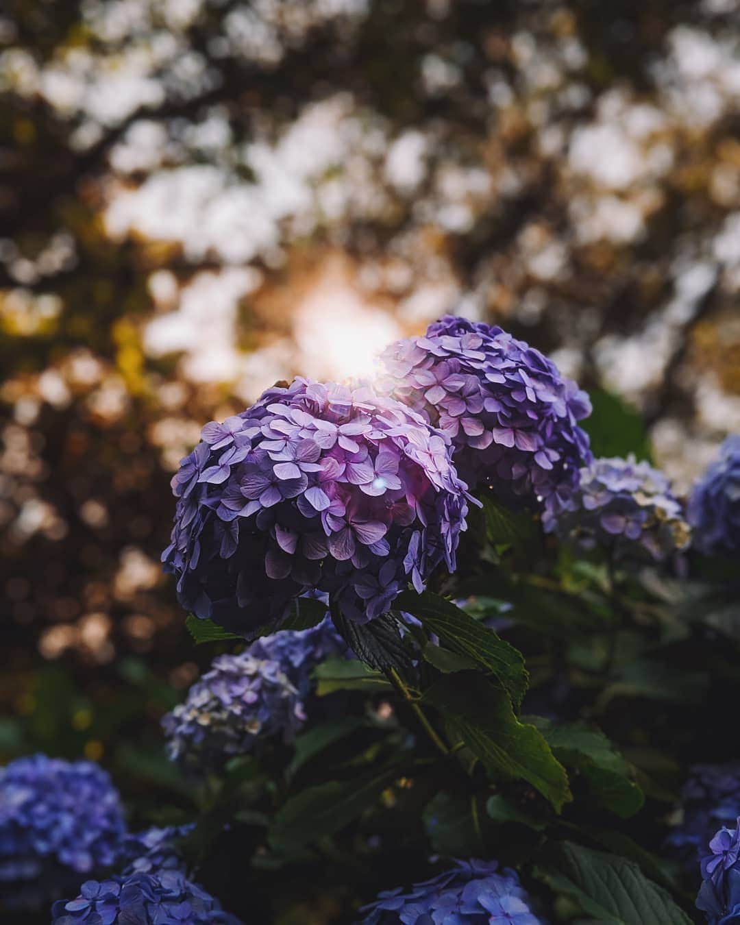 福田洋昭さんのインスタグラム写真 - (福田洋昭Instagram)「木漏れ日 sliver of light through the trees 紫陽花を#GooglePixelで撮影 #TeamPixel #GooglePixel」7月15日 22時04分 - hirozzzz