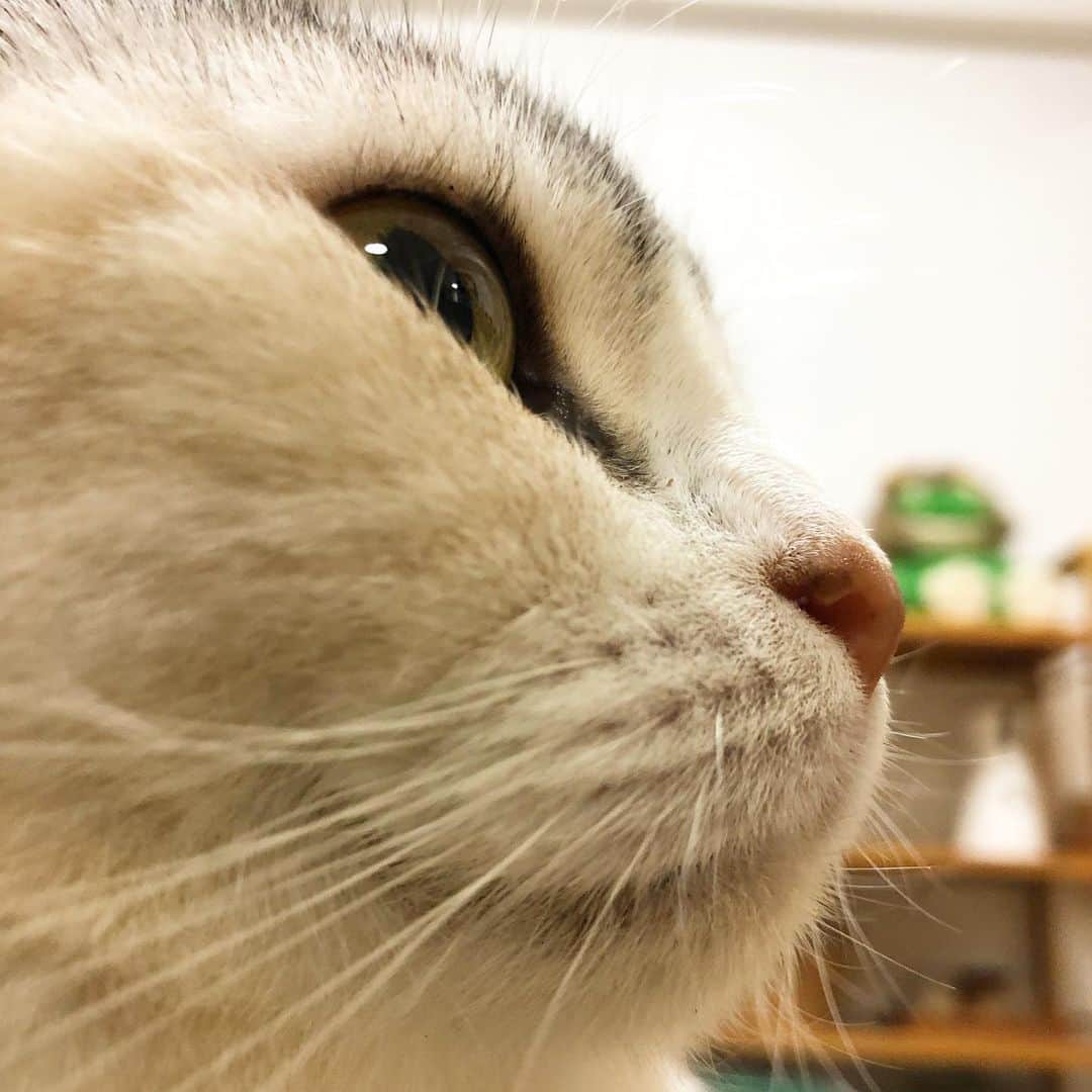 ホタテ＆クラム＆シラスのインスタグラム：「ビールを飲んでる横でまったりとしてる猫 #cat #neko #ScottishFold #猫 #ねこ #スコティッシュフォールド #catstagram #instagram #instagramjapan #ig_japan #igersjp」