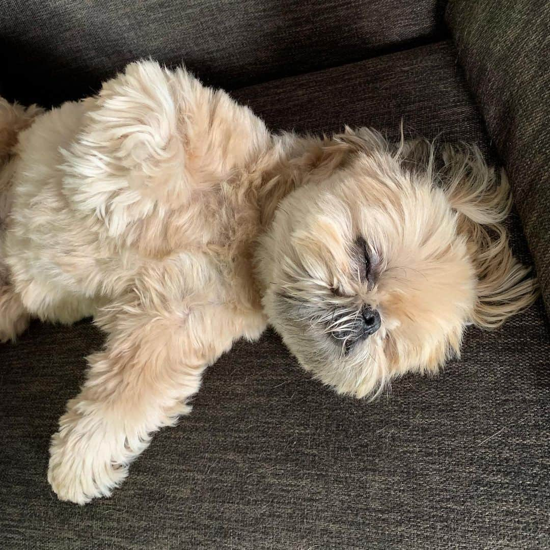 Dougie the Shih Tzuさんのインスタグラム写真 - (Dougie the Shih TzuInstagram)「Had a very productive weekend.」7月15日 22時27分 - dailydougie