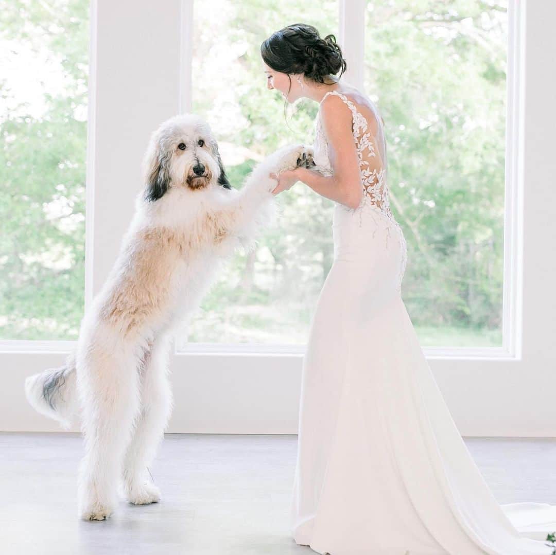 Pronoviasさんのインスタグラム写真 - (PronoviasInstagram)「Our #PronoviasStylishBride, Lakin and her best friend ❤️Would you invite your animal buddy to your wedding? Dress: Hosta (Photo by Kimberly Christopher)」7月15日 22時35分 - pronovias