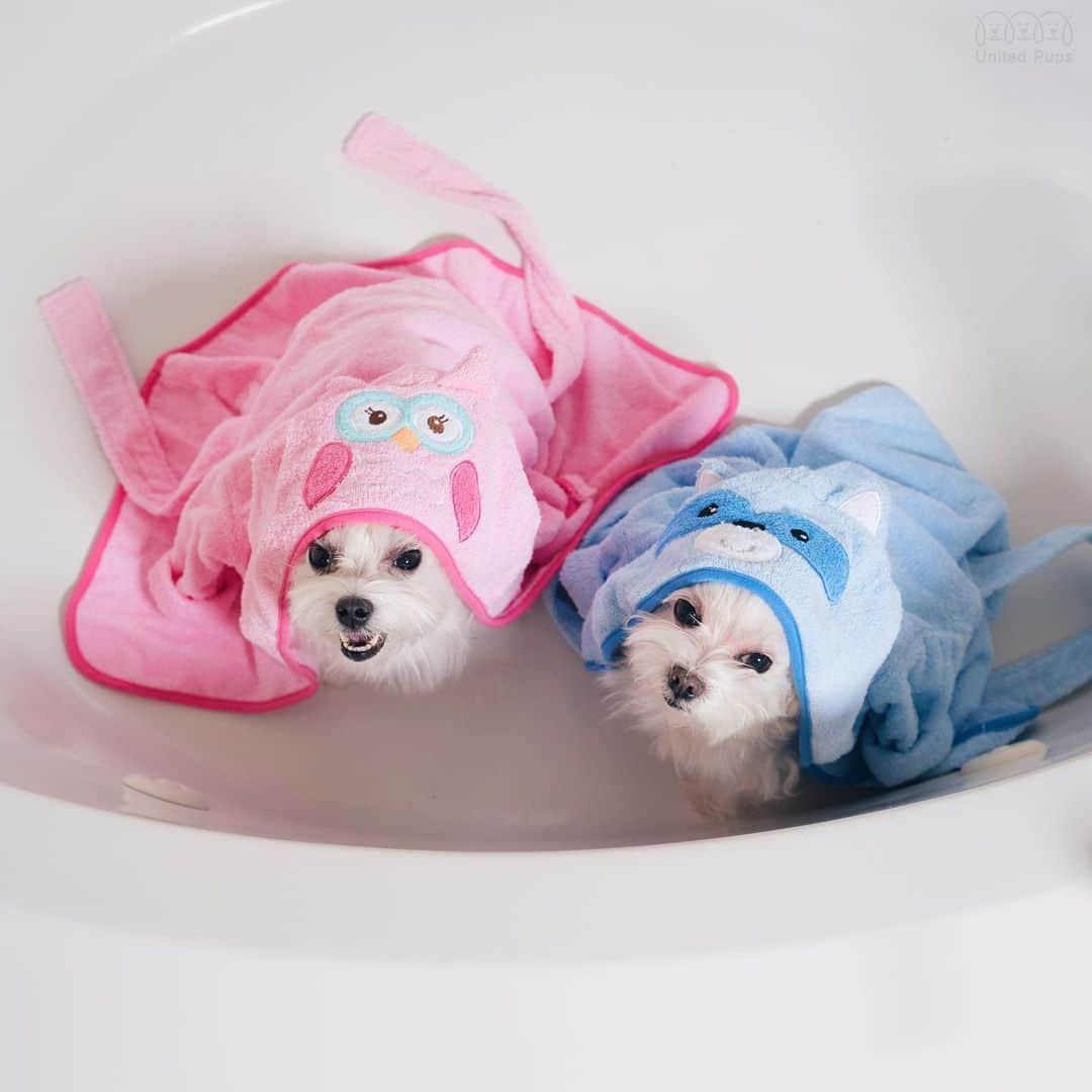 hi.arodさんのインスタグラム写真 - (hi.arodInstagram)「Do you believe Mondays are for fresh starts 😬😑? ・・・・ #noshower #showerthoughts #dogshower #babyinthetub #dogbathtime #dogbath #dogsinbaths #mondaymood #mondayquotes #mondaymonday #mondayfeels #mondaycouple #mondaystyle #mondayfunday #mondaythoughts #dogcuple #bathrobe #showerdog #mydoglikeme #mydogs #mydogsaremykids #mydogsmylife #mydogsaremylife #malteselovers#malteselife #maltesedog」7月15日 23時16分 - hi.arod