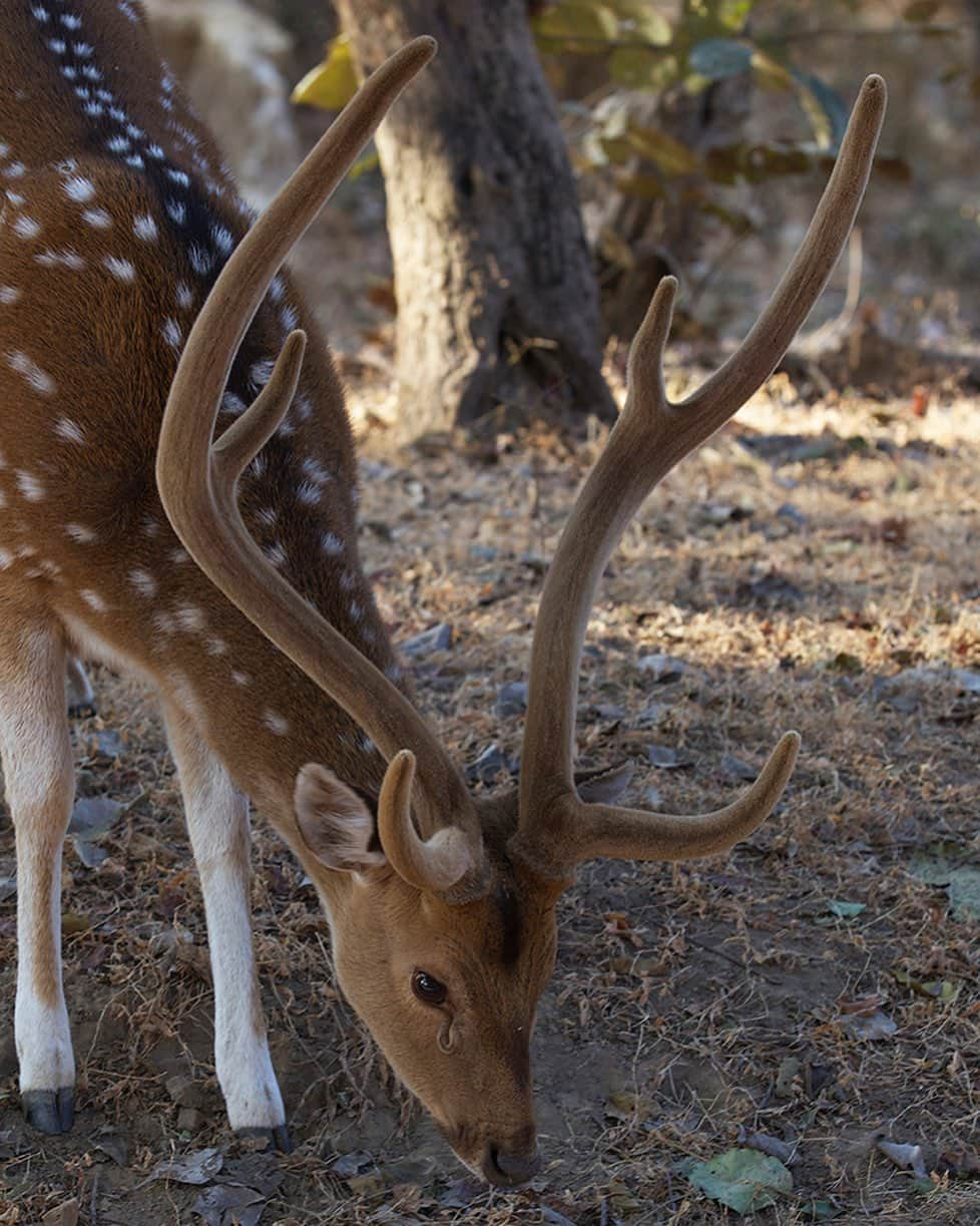 National Geographic Creativeさんのインスタグラム写真 - (National Geographic CreativeInstagram)「Photo by @stevewinterphoto | A chital deer, also known as spotted deer, feeds in India's Bandhavgarh National Park. #Chital #SpottedDeer #India」7月15日 23時50分 - natgeointhefield