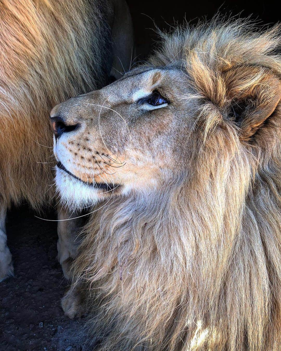 Kevin Richardson LionWhisperer さんのインスタグラム写真 - (Kevin Richardson LionWhisperer Instagram)「Today I gained some more valuable insight as to what’s happening in the lion industry from someone with an ear to the ground. I’ve been feeling disturbed the whole day. It’s deeply concerning and involves a plethora of people from crooked police to corrupt officials to those who just couldn’t be bothered to get involved and so turn a blind eye and those that do, lives get threatened. There are an estimated 300 lion breeding facilities in South Africa with around 3 lions being shot in ‘canned’ hunts daily. This is not including lions being slaughtered for bones sold legally to SE Asia. Sometimes feels like a losing battle. For more info on the captive lion industry take a look at my website in the Linktree links in my bio or check out the foundations site www.kevinrichardsonfoundation.org  On a lighter note I’m not sure what’s the deal with George’s whiskers today!! 🦁 #lionbonetrade #cannedlionhunting #lionslaughter #corruption #kevinrichardsonfoundation」7月16日 0時04分 - lionwhisperersa