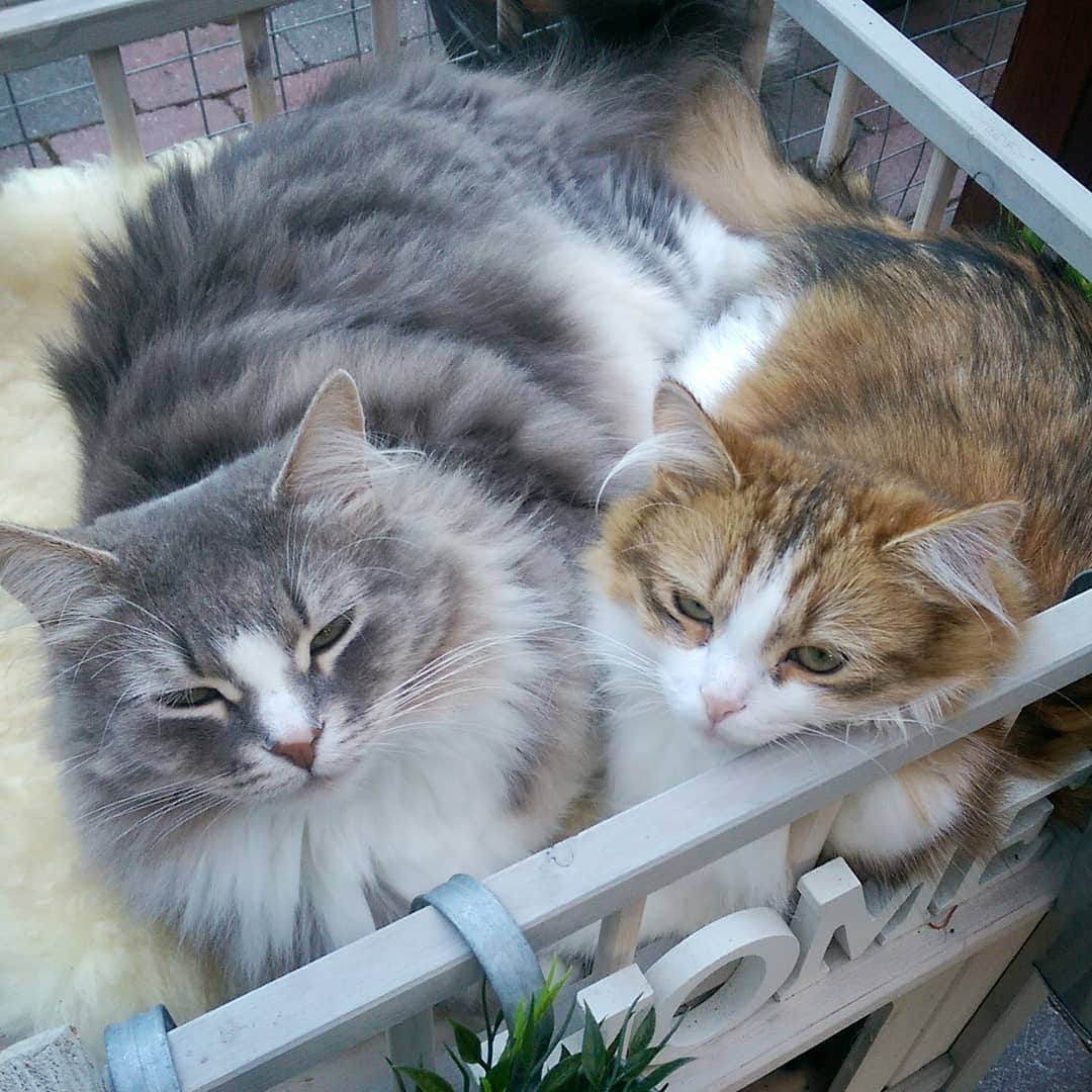 Nila & Miloさんのインスタグラム写真 - (Nila & MiloInstagram)「Scoot over, Milo! 😂😻 #fatcat #catio #bestiesforlife #siberians」7月16日 0時04分 - nilamilo