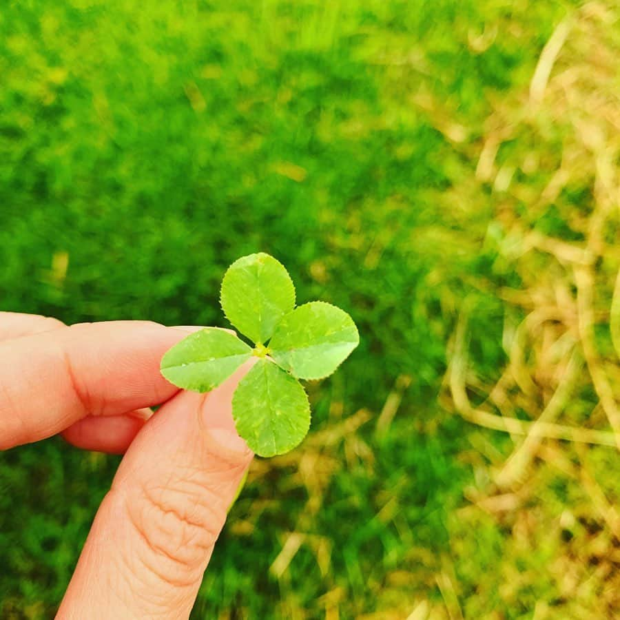 齊藤美絵さんのインスタグラム写真 - (齊藤美絵Instagram)「マウイに到着したその日、 借りたお家のお庭で、 最初に見つけたのは四葉のクローバーでした🍀  到着して6日。 既に色んなことが起こっています。全ての経験がありがたくて。 四葉のクローバーを見つけたときのような、ささやかな幸せみたいな人でありたいと改めて感じています。  #maui #マウイ #liveontheearth #地球に寄り添った暮らし方 #childcare #育児 #3歳2ヶ月 #3yearsold #mauinokaoi  #Hawaii #aloha #四葉のクローバー #fourleavesclover  #livewelllovemuchlaughoften #howtobeawesometoday  #ナチュラルビューティスタイリスト #ツタエルヒト。」7月16日 0時13分 - saitomie