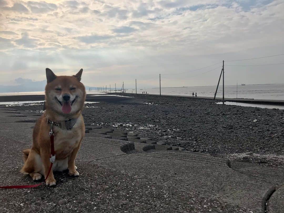柴犬はなこ Shibainu Hanakoさんのインスタグラム写真 - (柴犬はなこ Shibainu HanakoInstagram)「Awesome view with Hanako🐶✨ フレームに入れてみたらホトケ感が。🤣 #shiba #dog #shibainu #beach #犬 #柴犬 #shiba_snap」7月16日 0時24分 - kiki_beee