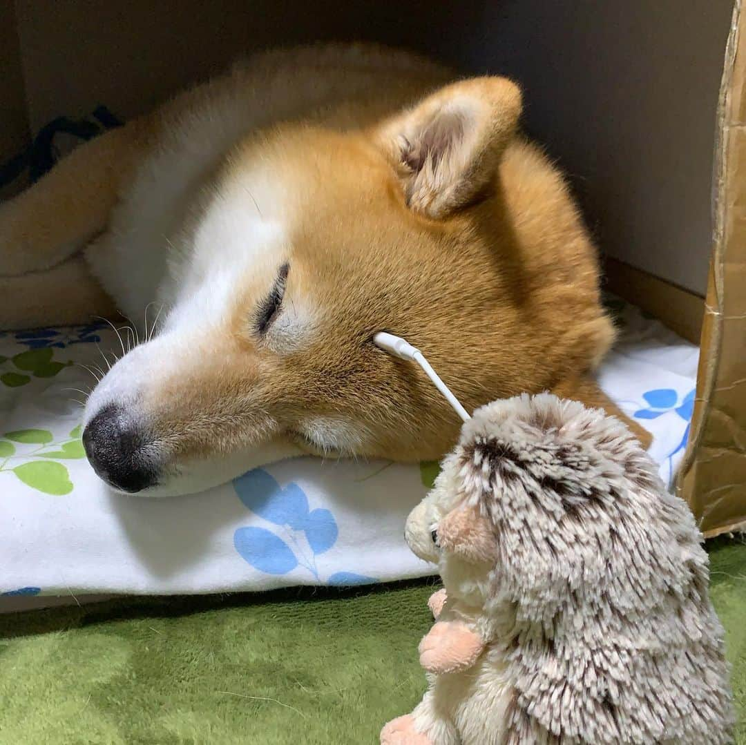 まる（まるたろう）さんのインスタグラム写真 - (まる（まるたろう）Instagram)「Good night!!✨🐶🔋💤✨充電しとかないとね！ #明日からも頑張らなきゃ #いっぱいご飯食べて #パパのお散歩を少しだけしてから #いっぱいお昼寝して #いっぱいおやつ食べて #いっぱい寝る #たまにパパと遊んであげる #柴犬の1日は忙しいの #充電中」7月16日 0時25分 - marutaro