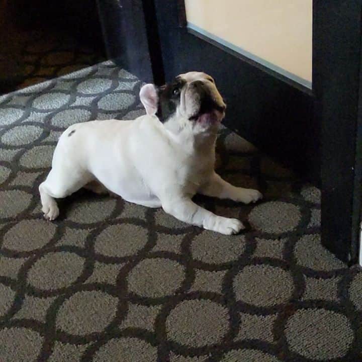 Manny The Frenchieのインスタグラム：「🗣️I don't wanna be awake!!! 😭  #Mondaymood」