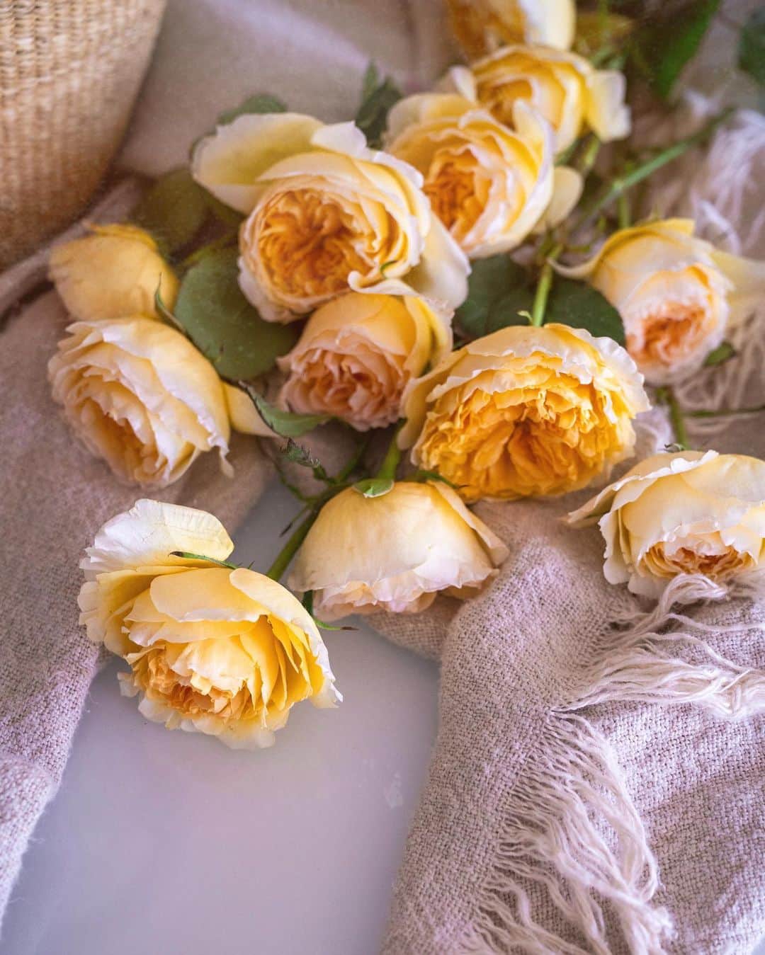 リズ・チェルカソワのインスタグラム：「Something lovely for your Monday morning.」