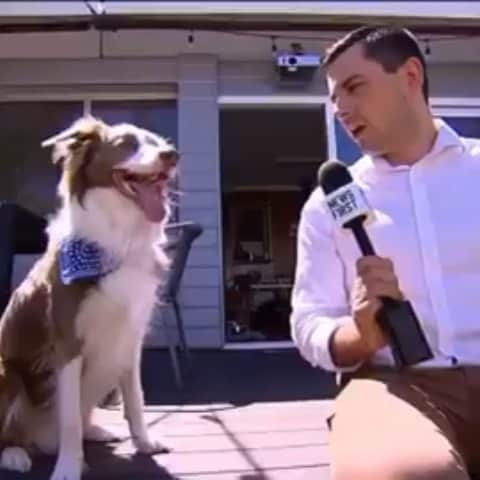 DogsOf Instagramのインスタグラム：「🎵 “Stanley is in need of some media training 🐶 🎤 😂” writes @stanleythecollie  #dogsofinstagram」