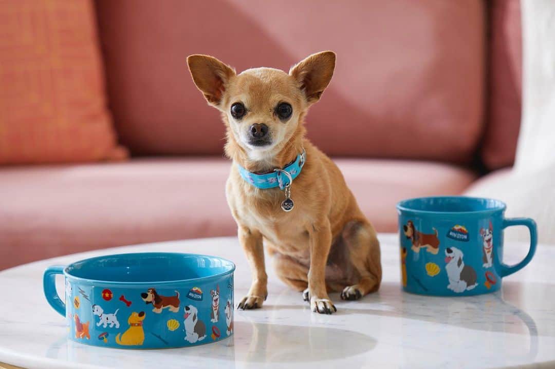 Disneyさんのインスタグラム写真 - (DisneyInstagram)「Fall in woof at first sight with the new @ohmydisney Disney Dogs Collection at @shopdisney! Shop at the link in bio.」7月16日 0時31分 - disney