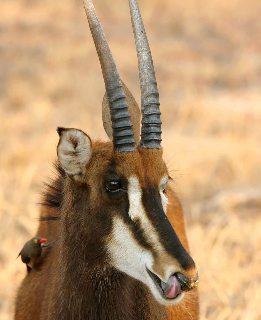 アニマルプラネットさんのインスタグラム写真 - (アニマルプラネットInstagram)「This sable antelope has a few crumbs on his snoot! These horned beauties live in herds of 20 that are run by a matriarch. . . . . . . . #animalplanetupclose #animalsofinstagram #animalplanet #animaloftheday #wild #wildlife #outdoors #animals #wildanimals #conservation #nature #animallovers #instanature #wildgeography #sableantelope」7月16日 1時00分 - animalplanet