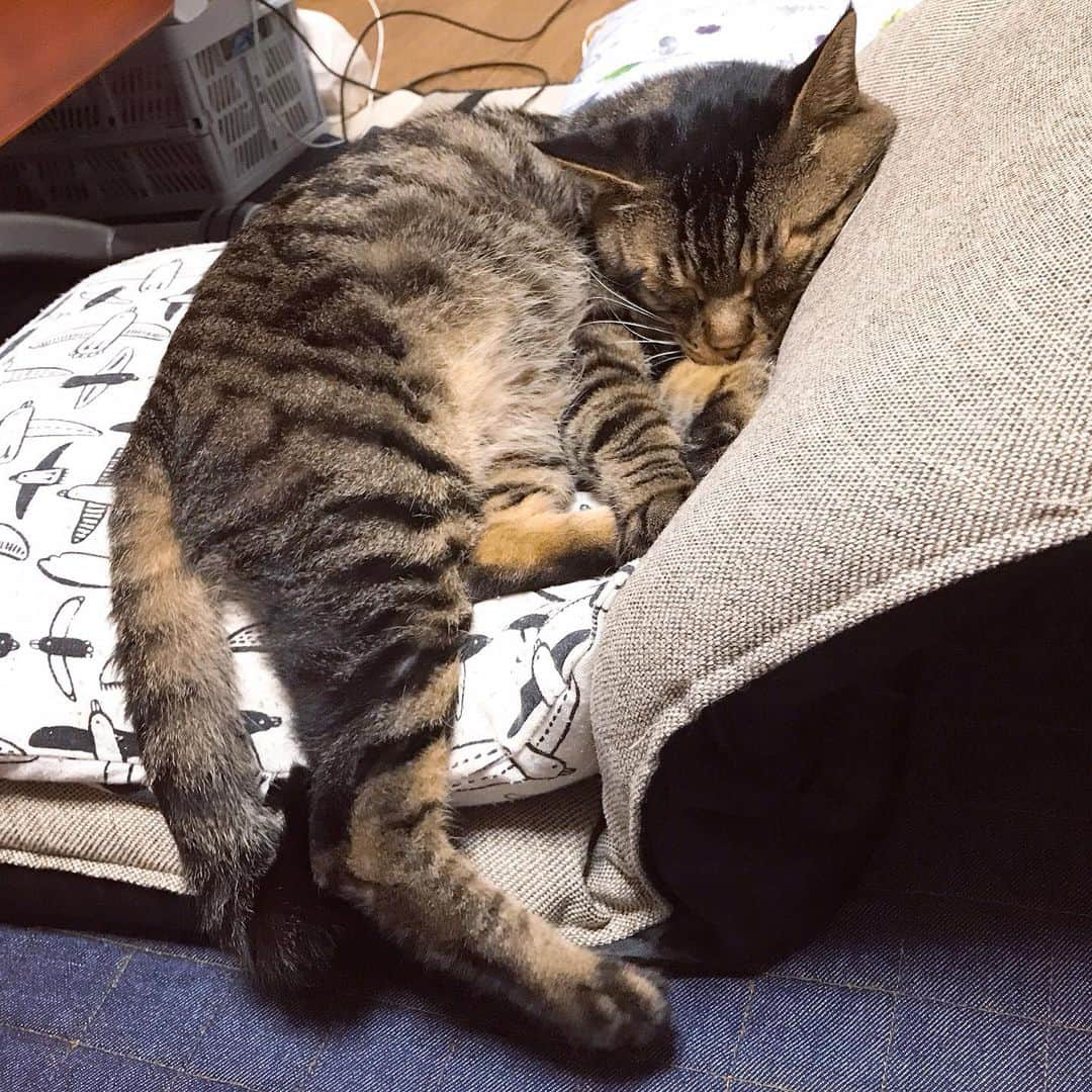 Musashiさんのインスタグラム写真 - (MusashiInstagram)「夜ムサシ。首が心配になる寝相。Nighty night. #musashi #mck #cat #キジトラ #ムサシさん #musashi_the_cat #ねこすたぐらむ」7月16日 1時35分 - _daisy