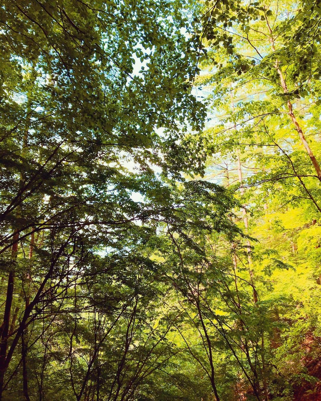 名越涼子さんのインスタグラム写真 - (名越涼子Instagram)「🌲 方位磁石がくるくるまわるゼロ磁場。  日本有数のパワースポット・長野県の分杭峠に #なごさんぽ  大迫力の虫の合唱。 あまりにも気持ちよすぎて 1時間あっという間の森林浴。  ぼ〜っとしてるだけで 身体中にエネルギーチャージできる不思議な場所。  森の妖精に会えそうな気配🧚‍♀️🧚‍♂️ ・ ・ ・ ・ 一一一一一一一一一一 #ことりっぷ #trip#shorttrip#長野県 #分杭峠#パワースポット#ぶらり旅  #旅#beautiful#beautifulspot #森#森林浴#detox#夏休み #おでかけ#おでかけスポット #家族旅行#おすすめ#おすすめスポット #nagano」7月16日 1時46分 - nagoshi_ryo