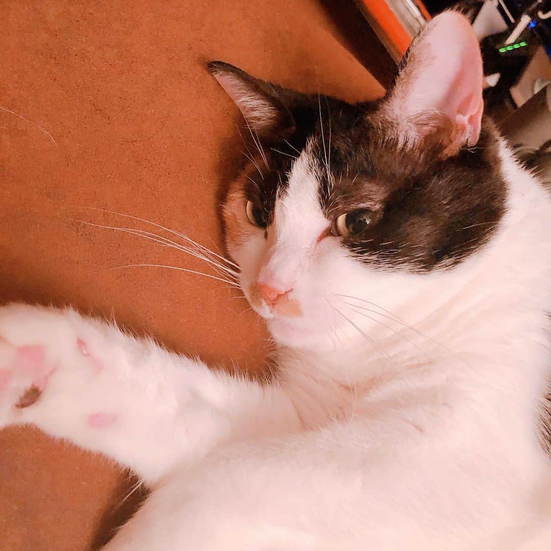門倉聡のインスタグラム：「仕事場占領。 #ねこ #ねこ部 #cat #catstagram」