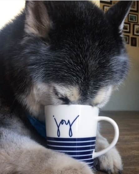 エレン・デジェネレスさんのインスタグラム写真 - (エレン・デジェネレスInstagram)「Our new joy mug is available at @bedbathandbeyond, and it holds a full cup of coffee, or one whole dog snout. @edbyellen」7月16日 1時50分 - ellendegeneres