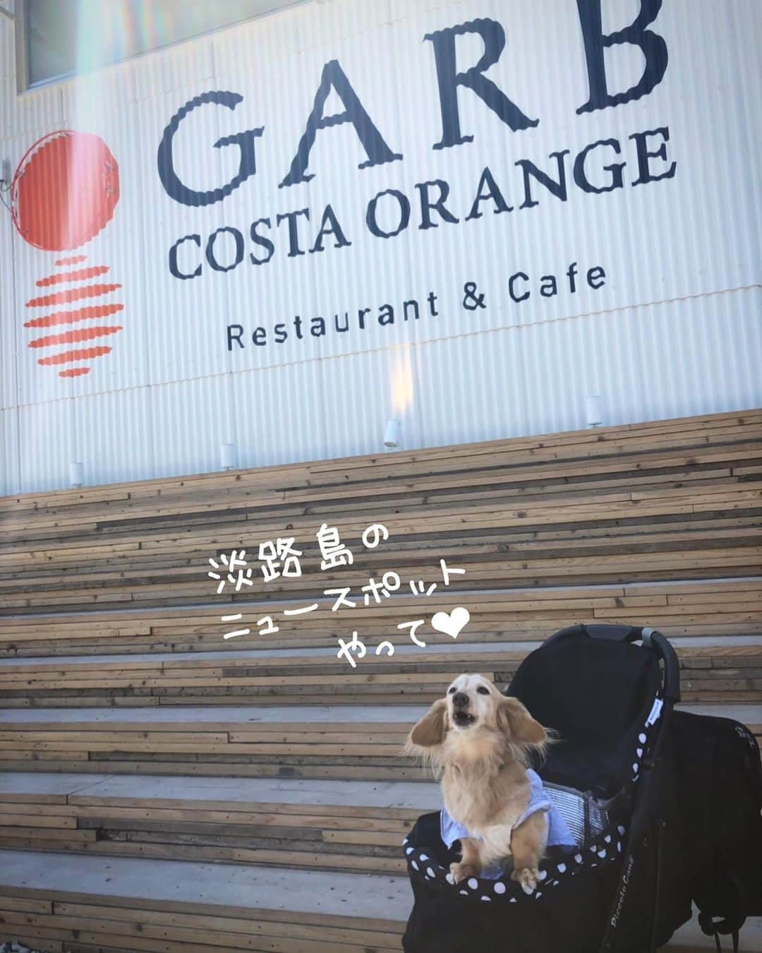 チズさんのインスタグラム写真 - (チズInstagram)「淡路島に行ったら是非 行ってほしい😍 @garbcosta_orange 🍊  海が目の前で景色が良くて🏖 ご飯が美味しすぎて忘れられない🍝 満席なのが本当によくわかる♡ また来よう‼️ 次はサンセットの時に✨ #ガーブ 🍊 #garbcostaorange 🇮🇹 #海カフェ#淡路島ランチ #犬とお出かけ 🐕💨 #旅は犬連れ  #Mダックス#ダックス#ミニチュアダックス #親父犬#シニア犬#ミニチュアダックスフンド #ミニチュアダックスクリーム#短足部 #短足犬#カニンヘンダックス #ダックス13歳#カニンヘンダックスフンド#犬は家族#犬のいる生活#インスタでわんこみるのが日課 ♡♡」7月16日 1時54分 - sqi.chizu