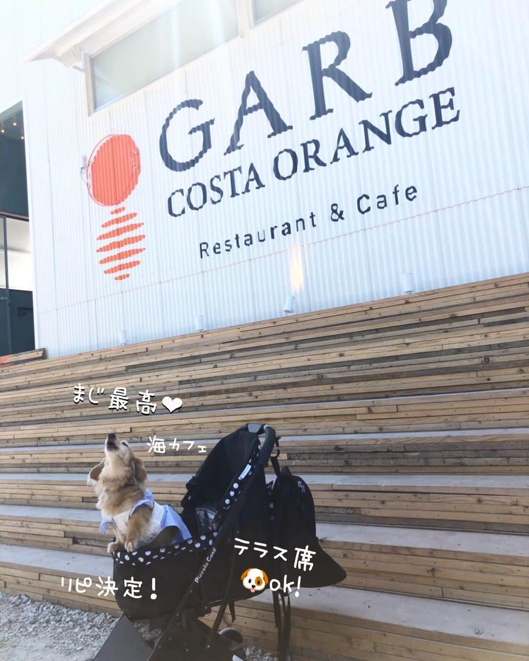 チズさんのインスタグラム写真 - (チズInstagram)「淡路島に行ったら是非 行ってほしい😍 @garbcosta_orange 🍊  海が目の前で景色が良くて🏖 ご飯が美味しすぎて忘れられない🍝 満席なのが本当によくわかる♡ また来よう‼️ 次はサンセットの時に✨ #ガーブ 🍊 #garbcostaorange 🇮🇹 #海カフェ#淡路島ランチ #犬とお出かけ 🐕💨 #旅は犬連れ  #Mダックス#ダックス#ミニチュアダックス #親父犬#シニア犬#ミニチュアダックスフンド #ミニチュアダックスクリーム#短足部 #短足犬#カニンヘンダックス #ダックス13歳#カニンヘンダックスフンド#犬は家族#犬のいる生活#インスタでわんこみるのが日課 ♡♡」7月16日 1時54分 - sqi.chizu