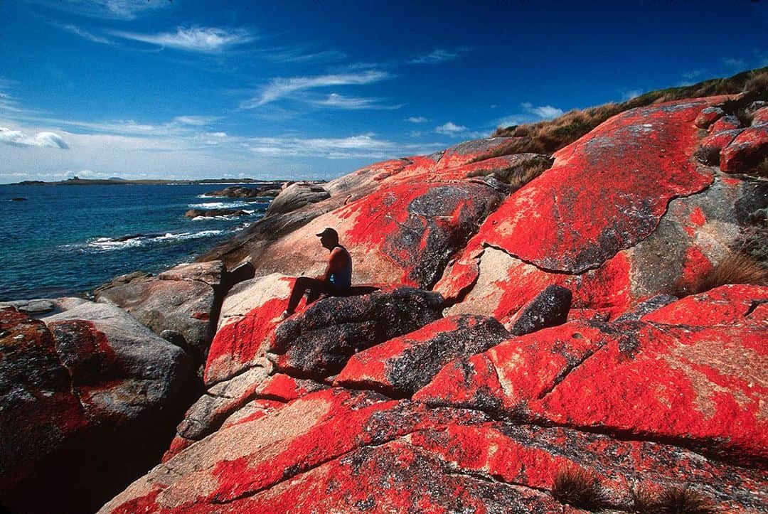 National Geographic Creativeさんのインスタグラム写真 - (National Geographic CreativeInstagram)「Photo by @gerdludwig | A local relaxes on a rock covered by blooming red lichen near Cape Barren Island in Tasmania. #Tasmania #Ocean」7月16日 1時57分 - natgeointhefield