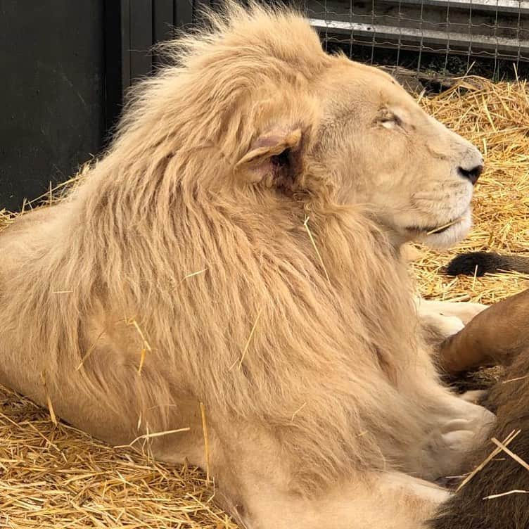 Black Jaguar-White Tiger さんのインスタグラム写真 - (Black Jaguar-White Tiger Instagram)「King Ali’s ear is no longer suppurating. We are waiting for the biopsy’s results in these coming days. THINK BLUE PLEASE... #ThinkBlue #KingAliBJWT #SaveLions #ThinkBlue」7月16日 1時59分 - blackjaguarwhitetiger