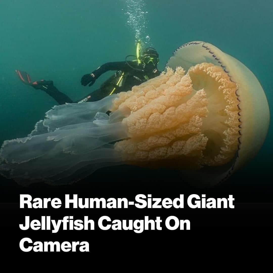 VICEさんのインスタグラム写真 - (VICEInstagram)「👀Two divers caught a jellyfish as big as a human on camera this weekend. See the footage at the link in our bio. 📸: Dan Abbott」7月16日 3時00分 - vice