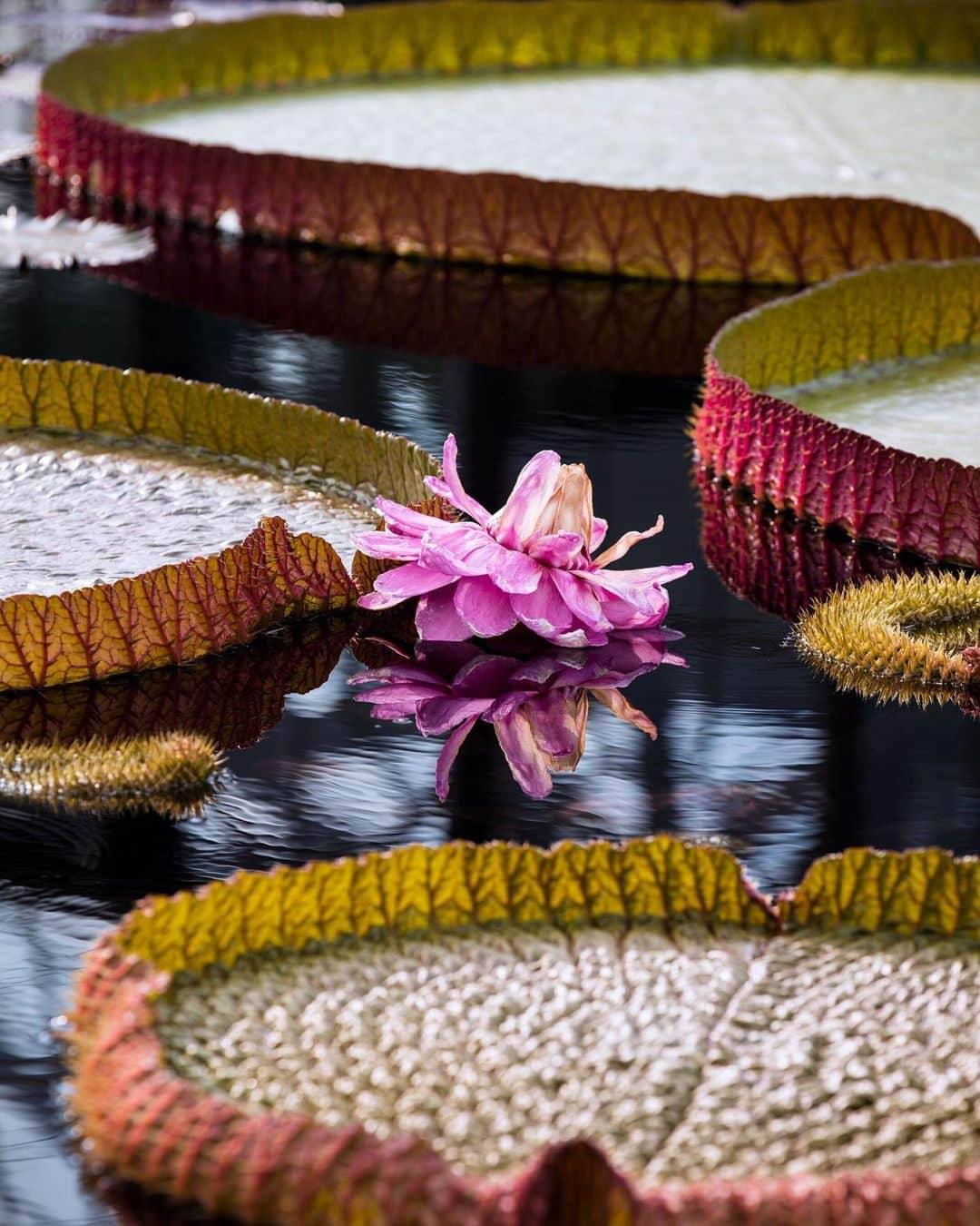 マーサ・スチュワートさんのインスタグラム写真 - (マーサ・スチュワートInstagram)「At @longwoodgardens, photos of the landscape’s stunning greenery and flowers often look like paintings come to life. Their own hybrid version of a giant water platter, Victoria 'Longwood Hybrid', unfurls its round leaves at a rate of six to seven inches per day, eventually reaching five feet in diameter; its flowers last only two days, opening up creamy white on the first night and pink on the second. Learn more about the history of Longwood’s 40 distinct gardens and the property’s beautiful natural features by picking up a copy of our July/August issue or by visiting the link in bio. 👆🏼📷: @clairetakacs | ✍🏼: @lkfunderburg」7月16日 3時01分 - marthastewart